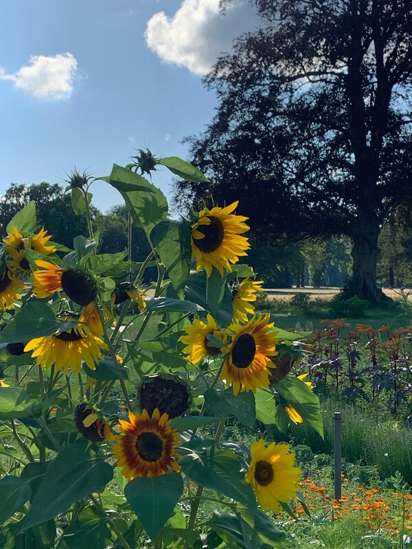 Sonnenblumen im Park